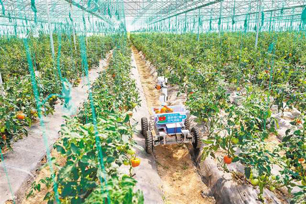 AI机器人陪你摘番茄(图1) AI机器人陪你摘番茄(图1)