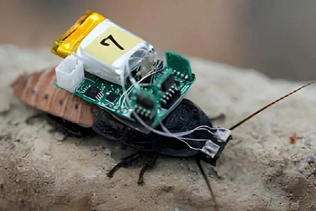 机器人蟑螂现在可以用紫外线护目镜来操控(图1) 机器人蟑螂现在可以用紫外线护目镜来操控(图1)