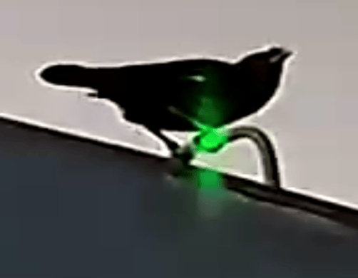 鸟类识别准确率提升80%,海康威视推出大模型探驱鸟一体机(图3) 鸟类识别准确率提升80%,海康威视推出大模型探驱鸟一体机(图3)