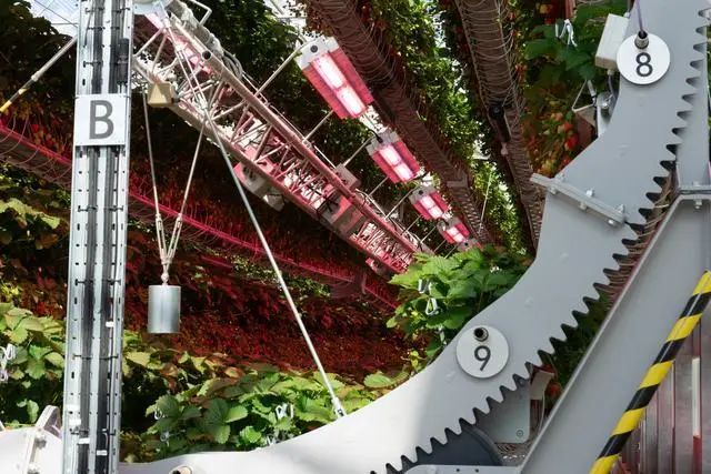 1000磅重的轮子和机器人正在种植戴森草莓(图2) 1000磅重的轮子和机器人正在种植戴森草莓(图2)