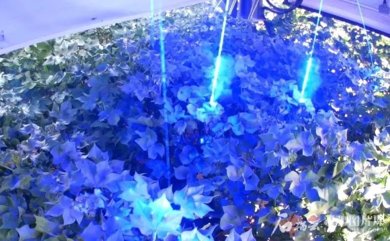 全球首款棉花激光打顶机器人!新疆制造!(图3) 全球首款棉花激光打顶机器人!新疆制造!(图3)