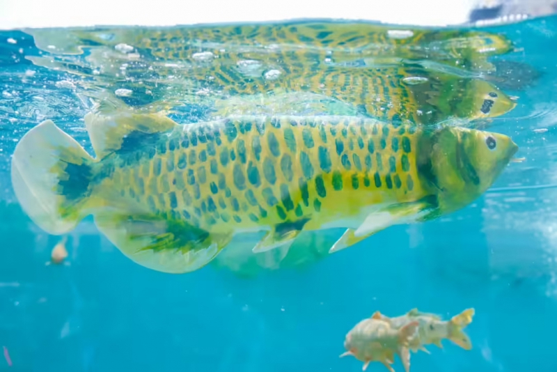 智能软体仿生观赏鱼“金鳞”亮相,在水族馆、公园有望“以假乱真”(图1) 智能软体仿生观赏鱼“金鳞”亮相,在水族馆、公园有望“以假乱真”(图1)