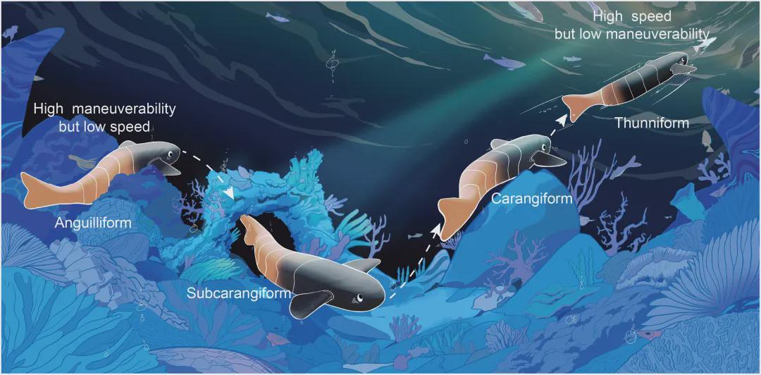  SA重磅！北大机器智能实验室这条机器鱼会变身，0.5秒从鳗鱼变金枪鱼(图5)