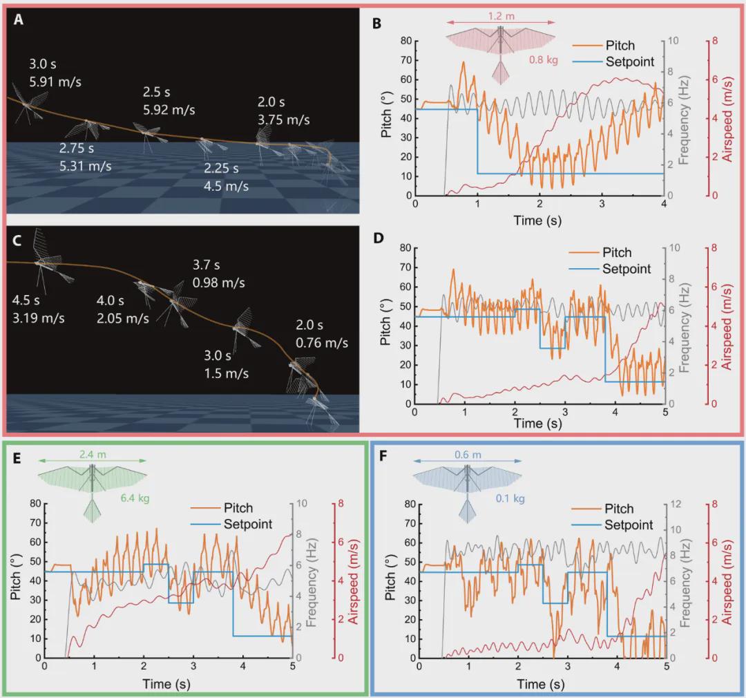 《Science Advances》发表！西工大顶刊发布可重构机翼驱动方案，实现让扑翼机器人真正像鸟一样起飞、飞行！(图5)