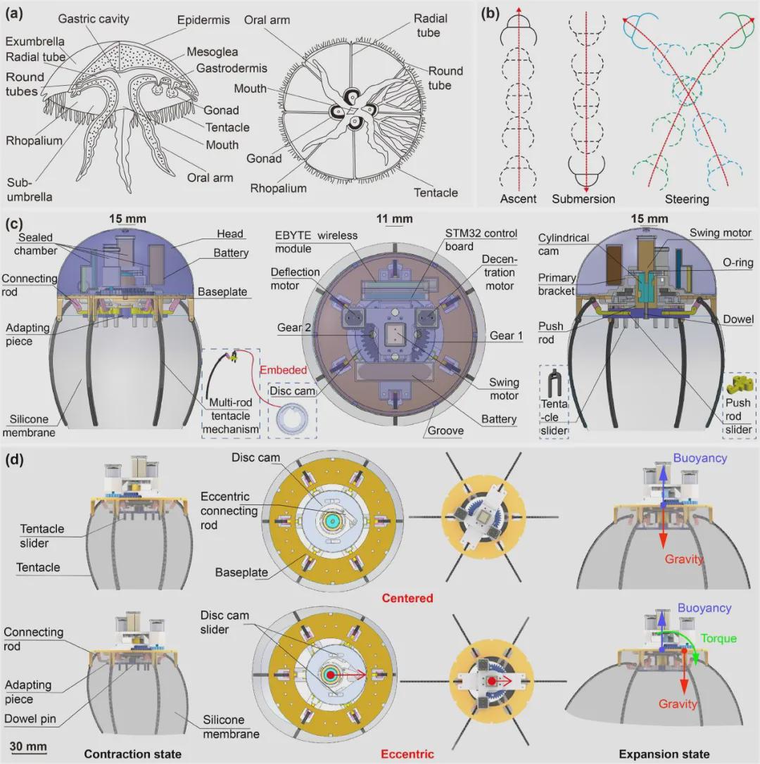 IJRR发表！仿生机器人新突破，中国团队研发出一款轻量化“仿生水母机器人”，仅重287克(图2)