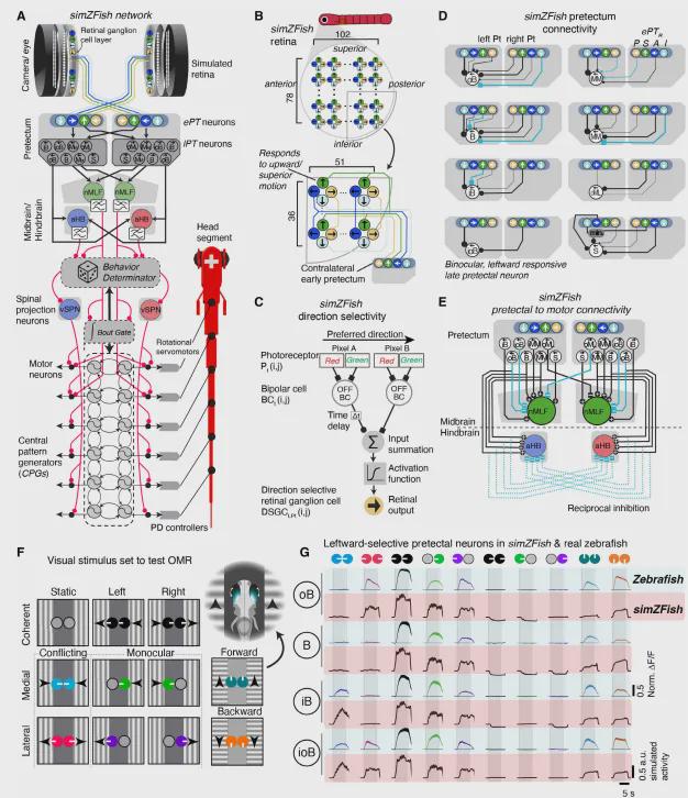 Sci.Rob.最新封面！EPFL造出复现斑马鱼视动反应的仿生机器鱼(图3)