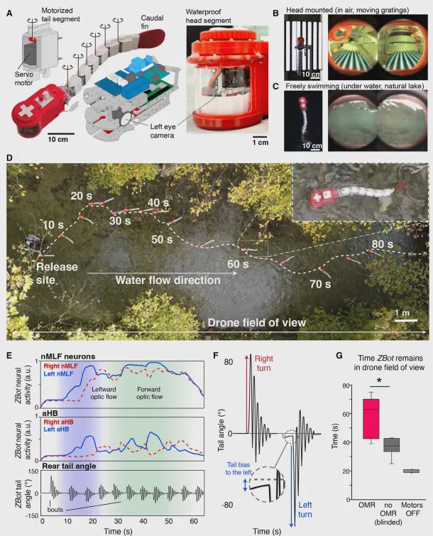 Sci.Rob.最新封面！EPFL造出复现斑马鱼视动反应的仿生机器鱼(图6)
