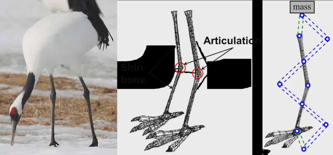 IEEE TRO发表！华科团队打造仿生隔振 + 负载调控的“双减压”悬浮背包，破解越野负重痛点(图4)