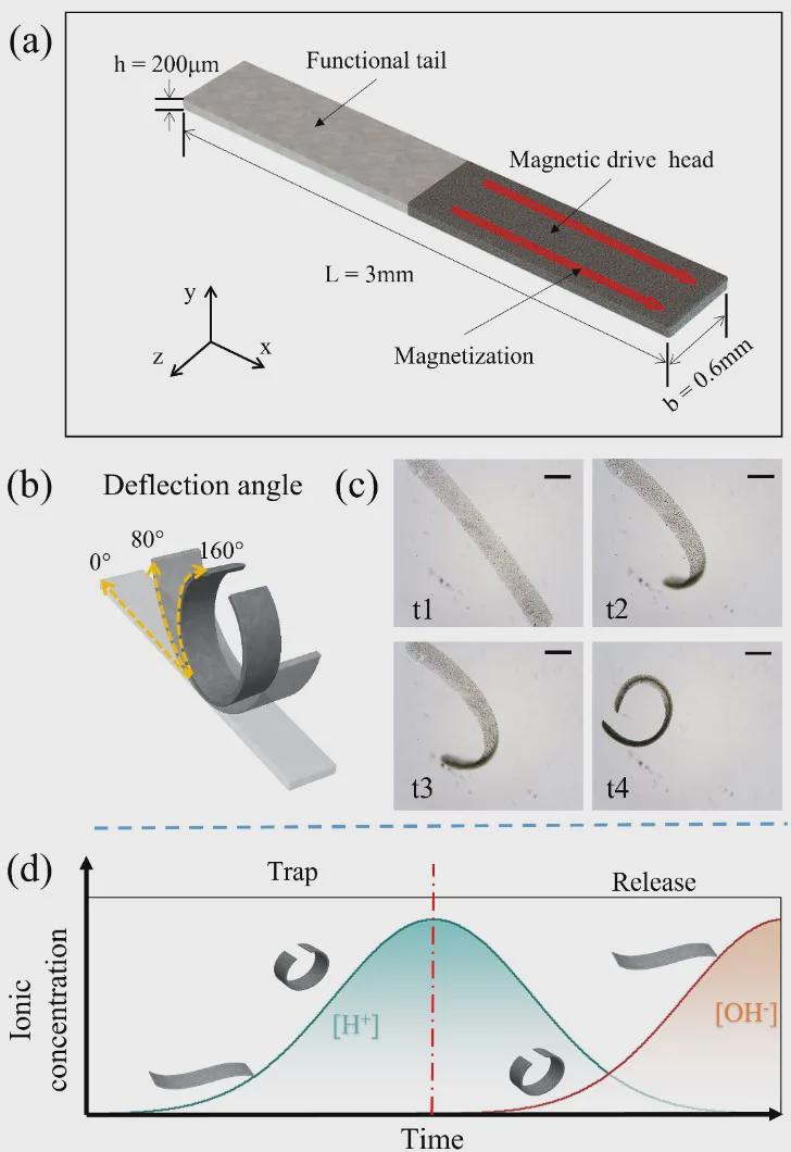 受海洋蛞蝓启发的微型“变形金刚”？北理工团队TRO发表双稳态软体微机器人，实现复杂狭缝地形自由穿梭！(图4)