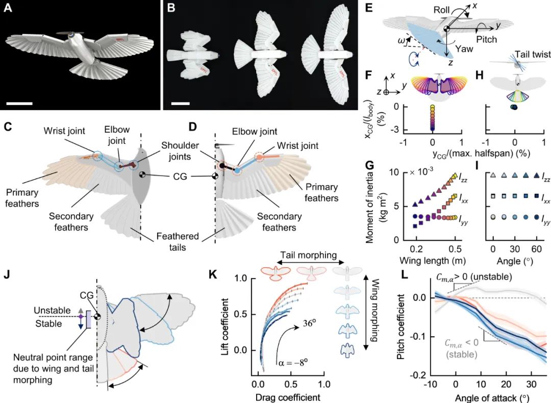 Science Robotics发表！洛桑联邦理工学院研究团队推出羽毛无人机LisRaptor，实现翅膀与尾翼双变形！(图3)