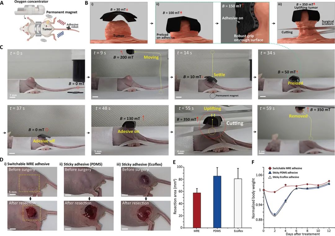  Science Advances发表！德国马克思普朗克智能系统研究所携手高丽大学等多所高校，联合推出可远程控制磁性粘合机器人！(图6)