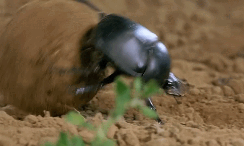  受屎壳郎滚粪球启发？多校联合提出模块化神经控制方法，大幅提升足式机器人多任务操控能力！(图2)