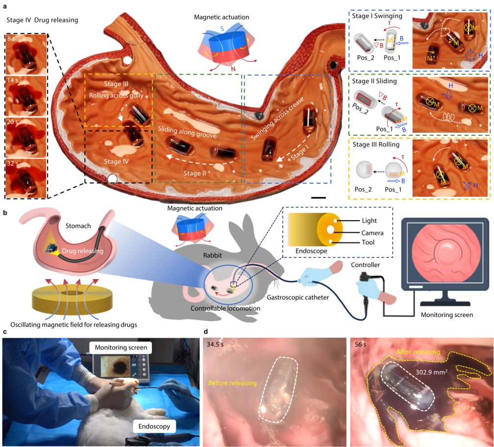 多模态响应与功能集成！华中科技大学微型磁控胶囊机器人登上《Nature Communications》！(图7)