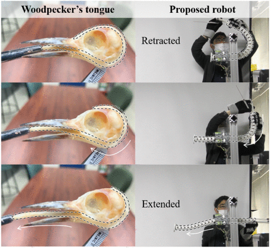 受啄木鸟启发！新型延伸机构助力连续体机器人解决伸展和弯曲限制(图3)