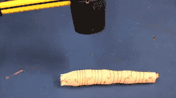 机器人会“遁地术”？意大利理工学院蚯蚓仿生机器人可用于探索和救援(图9)