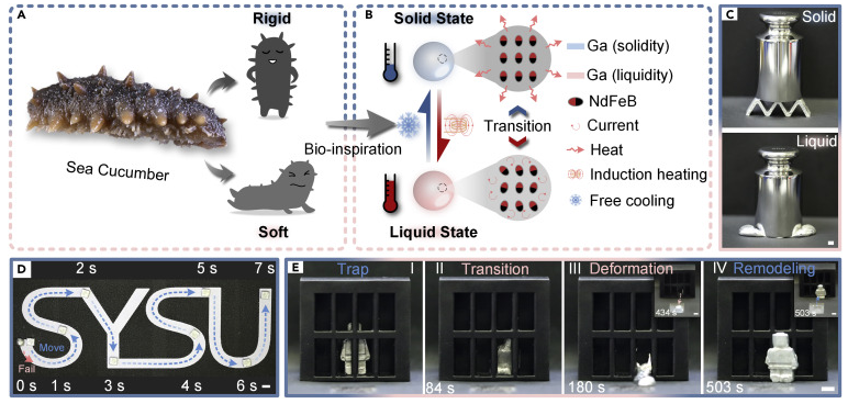 实现《终结者》幻想！会“越狱”的机器人，可用于药物输送和清除异物(图7)