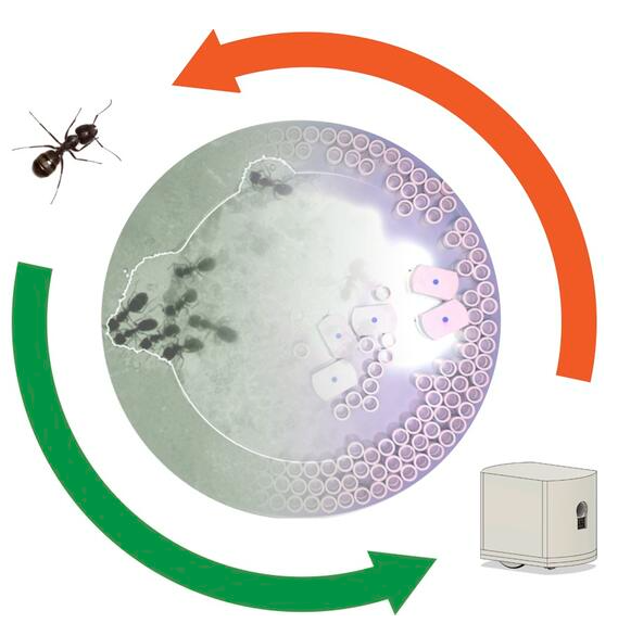 哈佛大学研发协同“越狱”的蚂蚁机器人，可应用于解决其他复杂问题(图6)